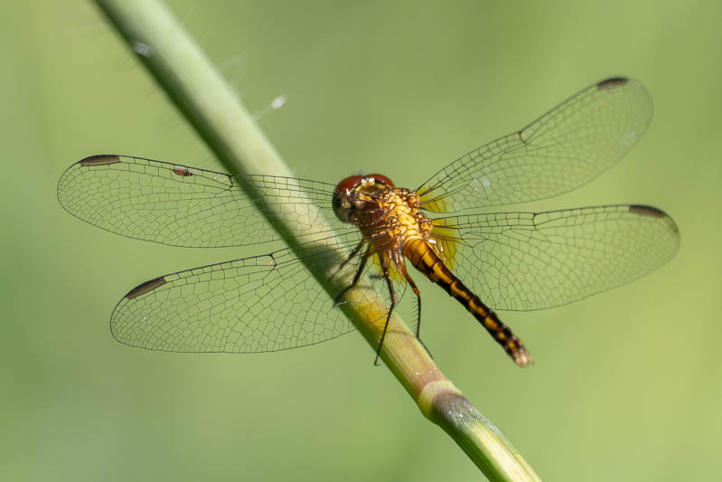 Erythrodiplax andagoya (Andagoya Dragonlet) imm male-2.jpg
